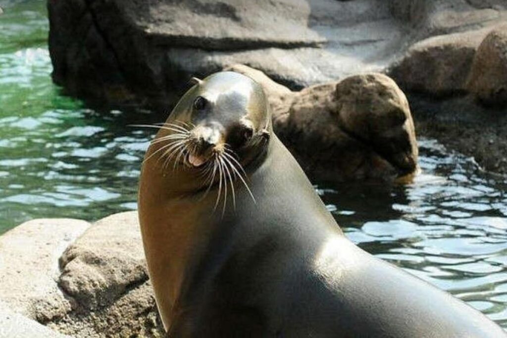 Entradas Central Park Zoo con Cine 4D: Precios, Qué Incluye y Cómo Reservar