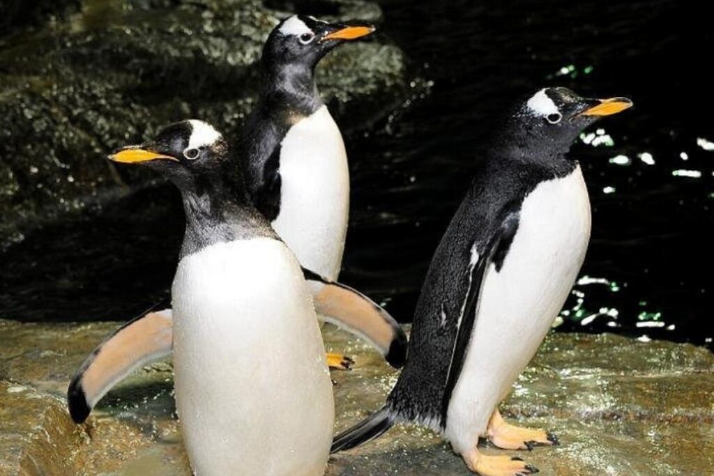 Pingüinos en central park