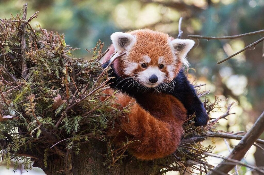 panda rojo en central park